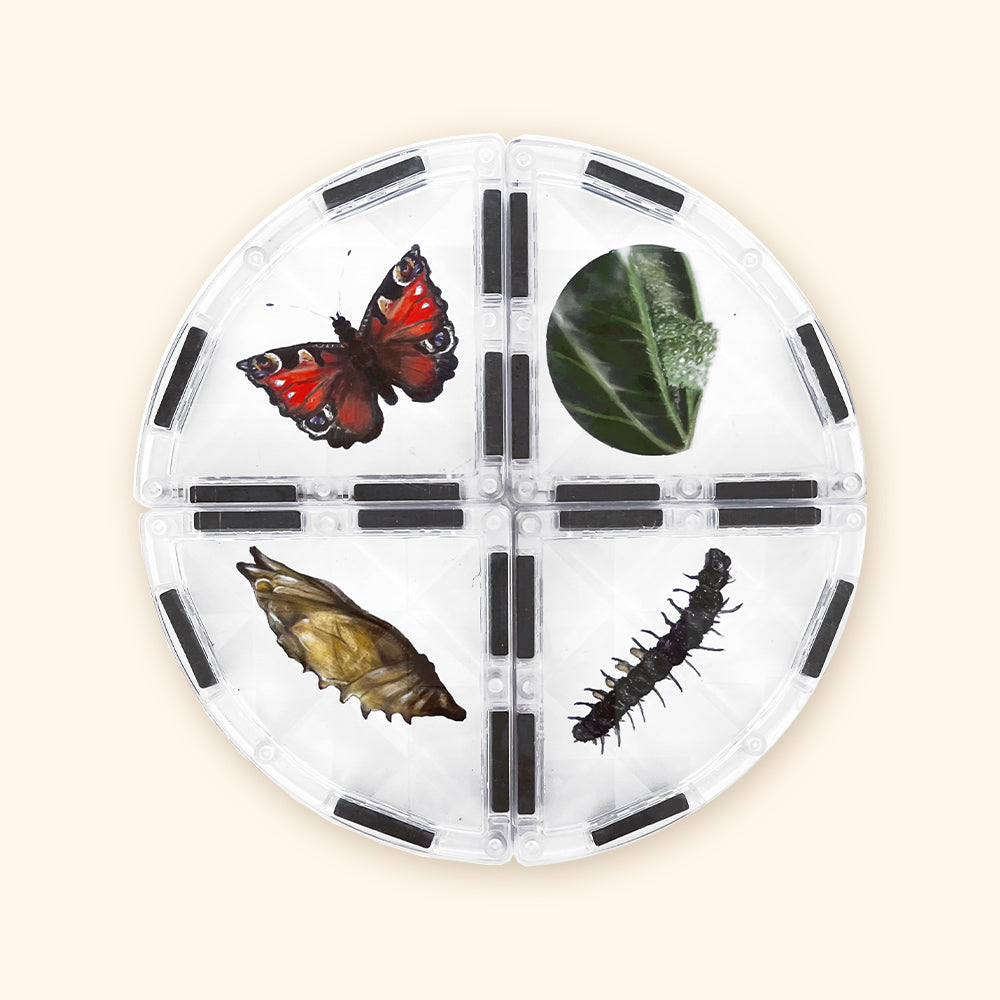 Magnetic building blocks COLORMAG CLEAR