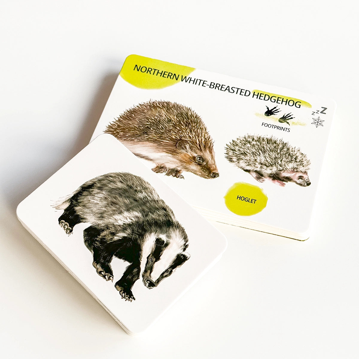 Educational Card Set - Forest Animals