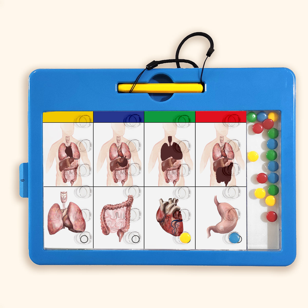 LOGIDOTS cards - Human body